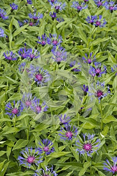 Purple bee balm flowers blooming in spring