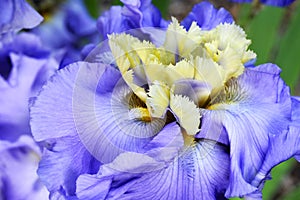 A purple `Beg To Differ` Iris in bloom.