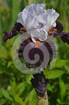 Purple with belim a floral iris on a green background