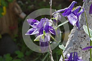 Purple bell flower