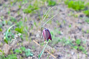 purple bell flower in the meadow. blurred background.