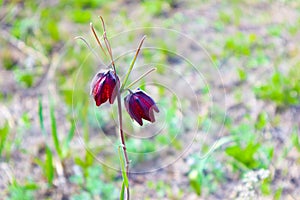 purple bell flower in the meadow. blurred background.