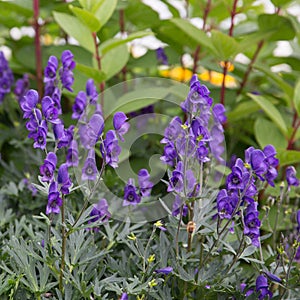 Purple Bell Flowers in Alaskan Gardens