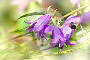 Purple bell flowers and flying bee