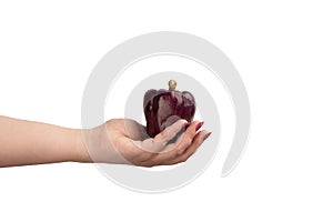 Purple bell peppers in hand on a white background