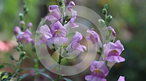 Purple Bell toad flowers commonly known as Snap Dragon