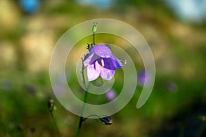 Purple Bellflower in Green Blurred Background photo