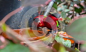 Purple-bellied Lory