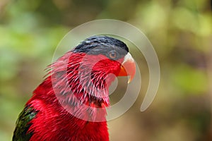 The purple-bellied lory Lorius hypoinochrous vittatus, portrait of a red lory. Portrait of a red parrot on a colorful background