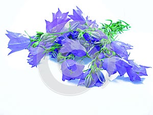 Bells on white background