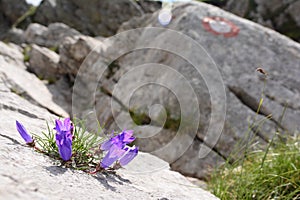 Purple bells rise from the stone, surrounded by rock