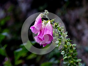 Purple bellshaped flower