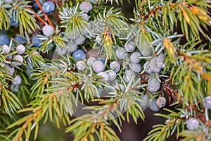 Purple berries on pine branches