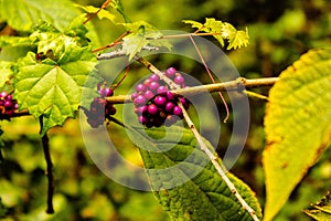 Purple Berries on a twig In Delray Oaks Park