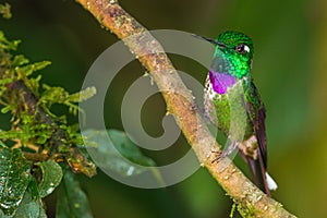 Purple Bibbed Whitetip