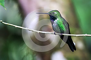 Purple-bibbed Whitetip hummingbird - Urosticte benjamini - in Ecuador
