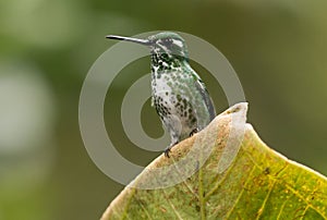 Purple-bibbed Whitetip (Urosticte benjamini)