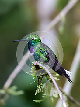 Purple-bibbed Whitetip (Urosticte benjamini) in Ecuador.