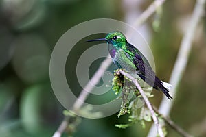 Purple-bibbed Whitetip (Urosticte benjamini) hummingbird in Ecuador