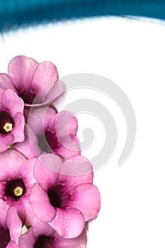 Purple Bignonia isolated