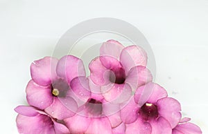 Purple Bignonia isolated