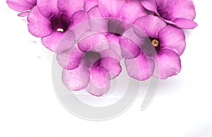 Purple Bignonia isolated