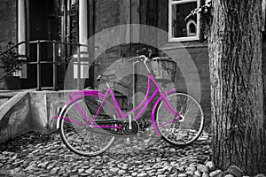 Purple bike black & White