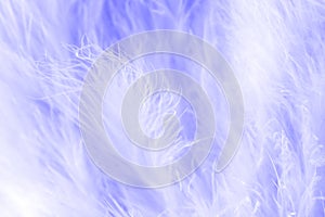 Purple bird feathers in soft and blur style, Fluffy feather