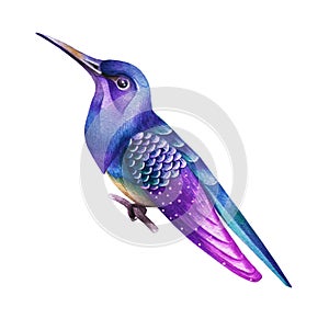 A purple bird with a long beak. Watercolor