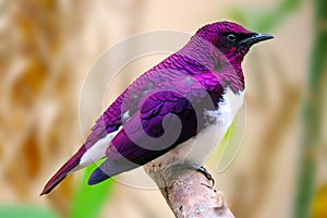 beautiful shimmering male violet-backed or amethyst starling (cinnyricinclus leucogaster) sitting on a branch