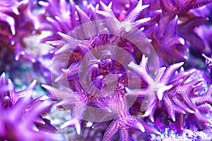 Purple birdsnest coral branches