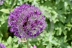 Purple Black Garlic (Allium Nigrum) flower with greenery behind. Yorkshire, UK.