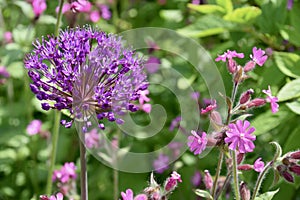 Purple Black Garlic (Allium Nigrum) flower with greenery behind. Yorkshire, UK.