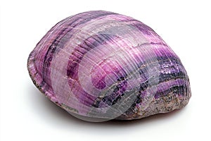 Vibrant Purple Clam Shell on White Background