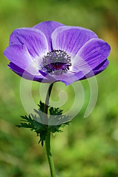 The Purple Bloom.