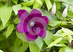 Purple bloom on Clematis climbing vine