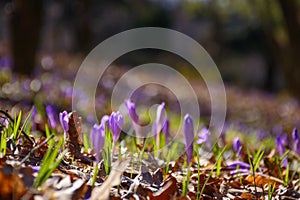 purple bloom in the forest