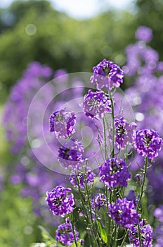 Purple blooming buds of garden Phlox with a beautiful bokeh