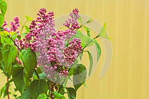 Purple blooming bush of lilac on yellow wall background