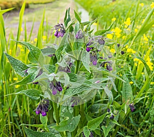 Purple blooming Common Comfrey against its blurred natural background