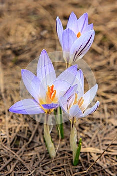 Purple blooming crocus, or saffron, a Caucasus endemic alpine flower. Close up view, nature background