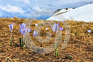 Purple blooming crocus, or saffron, a Caucasus endemic alpine flower on mountain background at spring. Scenic sunny landscape