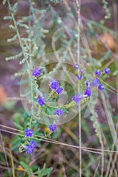 Purple blooming flowers in a forest with spider webs. Summer flowers