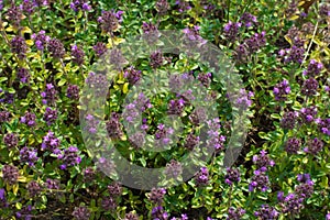 Purple blooming groundcover thyme. Flowering groundcover plants