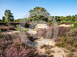 Purple blooming heather in nature reserve Zuiderheide heathland, Netherlands