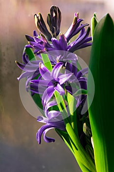 Purple blooming hyacinth