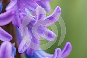 purple blooming hyacinth flower close up