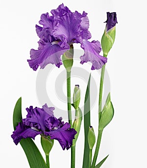 Purple Blooming Iris Flowers