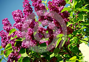 Purple blooming lilac in full sun under blue sky photo