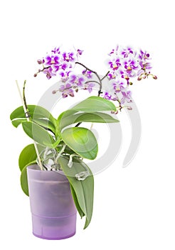 Purple blooming orchid plant in pink flower pot. Isolated on white background, selective soft focus. Beautiful home bouquet of pur